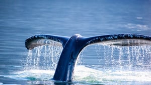Omniwhale.jpg Omniwhale.jpg